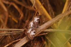 Chiomara