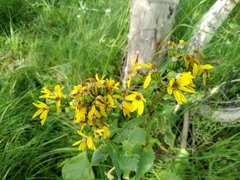 Ligularia thyrsoidea