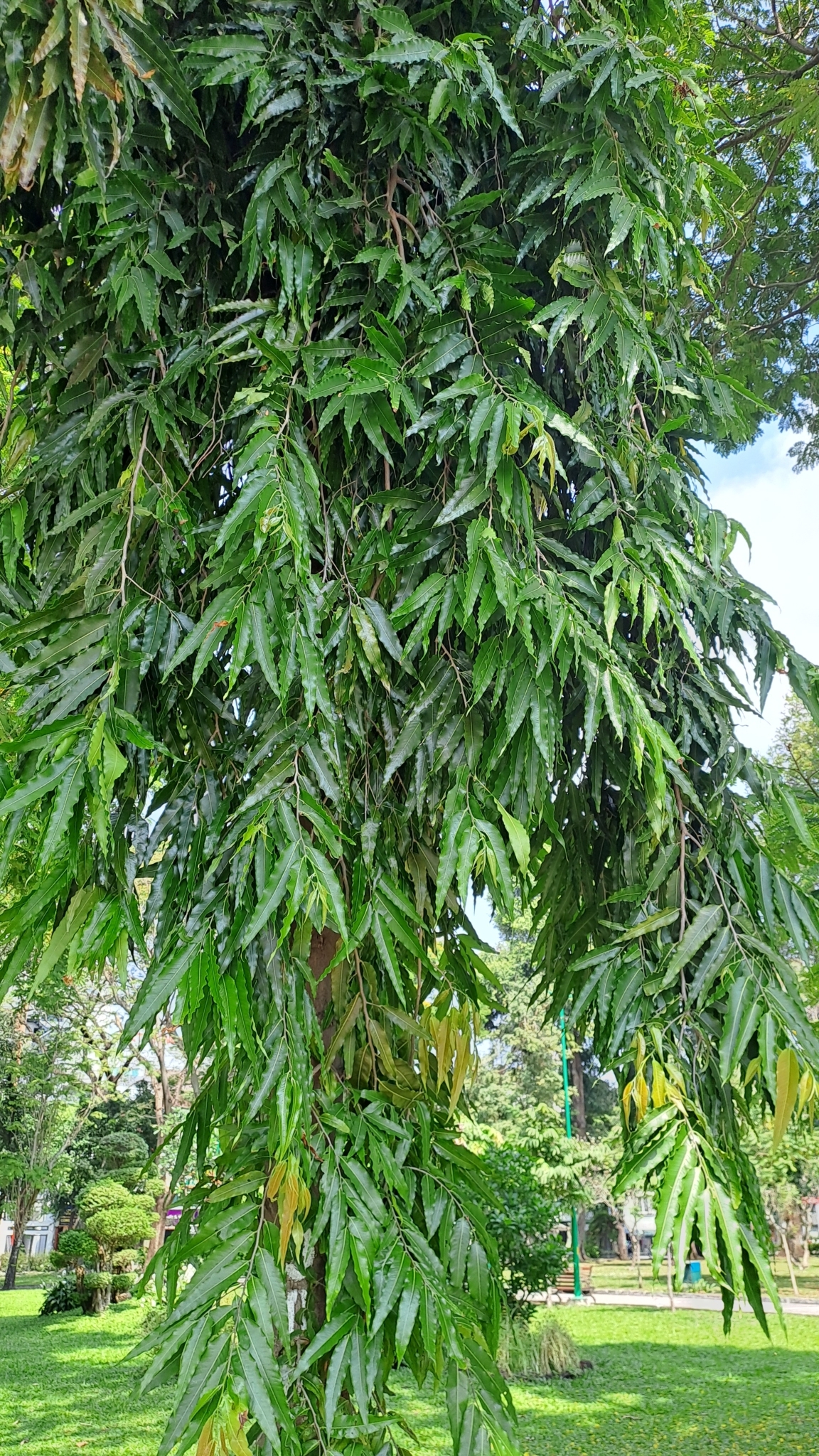Polyalthia longifolia (Polyalthia longifolia)