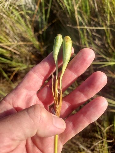 Phalocallis coelestis, photograph 4