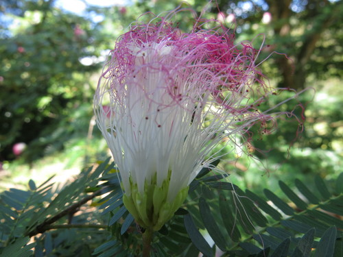 Image of Calliandra riparia by (c) Diogo Luiz, some rights reserved (CC BY)