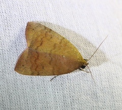 Maurilia