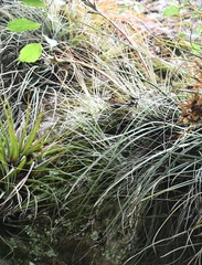 Tillandsia hammeri