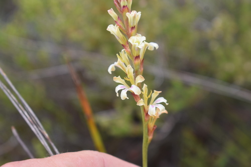 Image of Tritoniopsis unguicularis by (c) Justin Ponder, some rights reserved (CC BY)