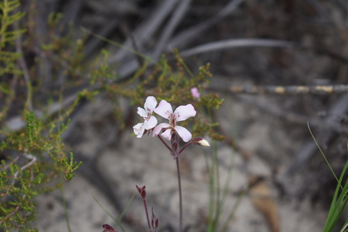 Image of Pelargonium pinnatum by (c) Justin Ponder, some rights reserved (CC BY)