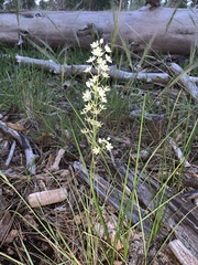 Anticlea elegans elegans
