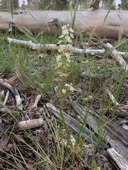 Anticlea elegans elegans