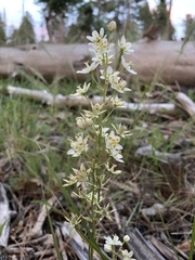 Anticlea elegans elegans