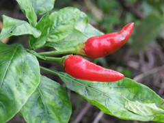 Capsicum frutescens