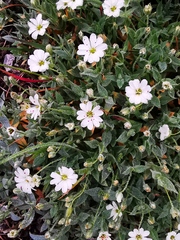 Stellaria eschscholtziana