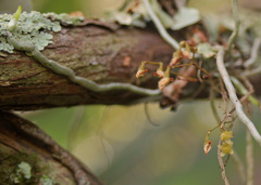 Dendrophylax porrectus