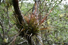 Tillandsia calothyrsus