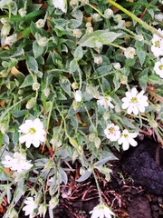 Stellaria eschscholtziana