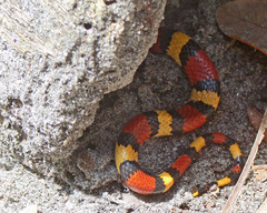 Lampropeltis elapsoides