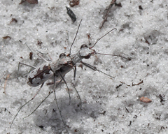 Ellipsoptera hirtilabris