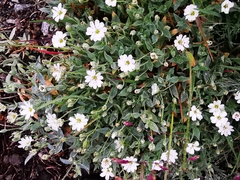 Stellaria eschscholtziana