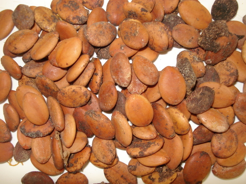 Cassia leptophylla