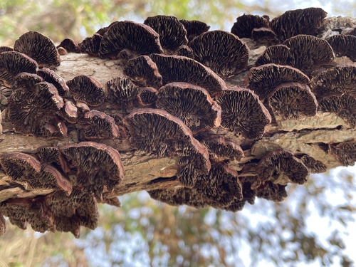 Daedaleopsis tricolor