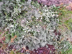 Stellaria eschscholtziana