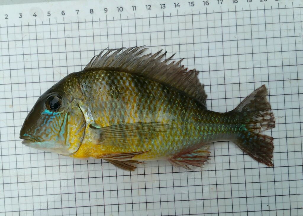 Redhump eartheater (Geophagus proximus) — Cichlidae
