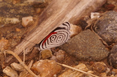 Diaethria anna