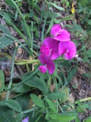 Lathyrus