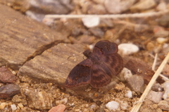 Chiomara mithrax