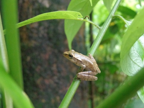 Polypedates iskandari
