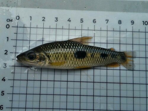 Characin (Leporinus friderici) — Anostomidae — 3
