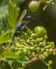 Chalybion zimmermanni