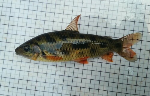 Grant's leporinus (Leporinus granti) — Anostomidae — 4