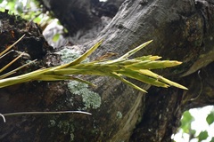 Tillandsia rodrigueziana