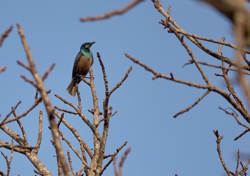 iNaturalist image