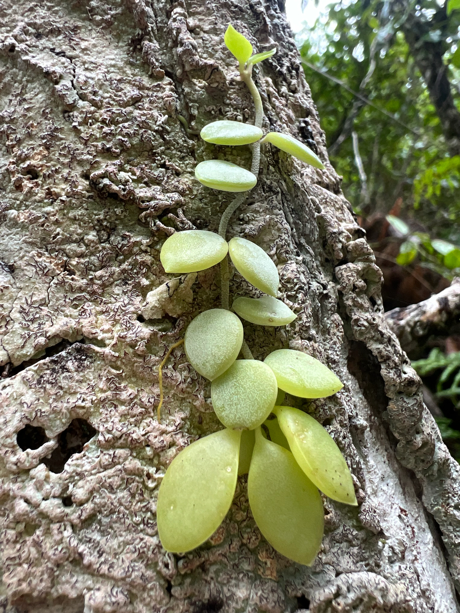 Imagem de Corda-de-sapo