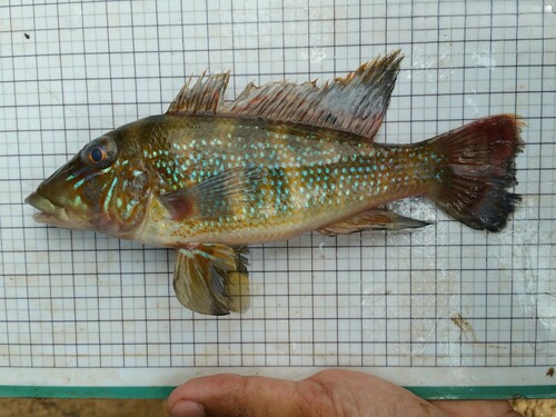 Stone-lifting eartheater (Retroculus lapidifer) — Cichlidae — 5