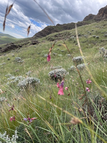 Foto de Dierama dracomontanum