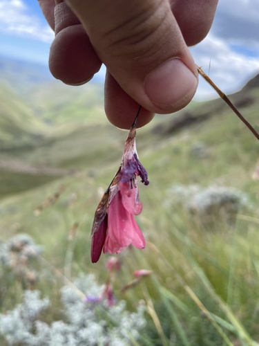 Foto de Dierama dracomontanum
