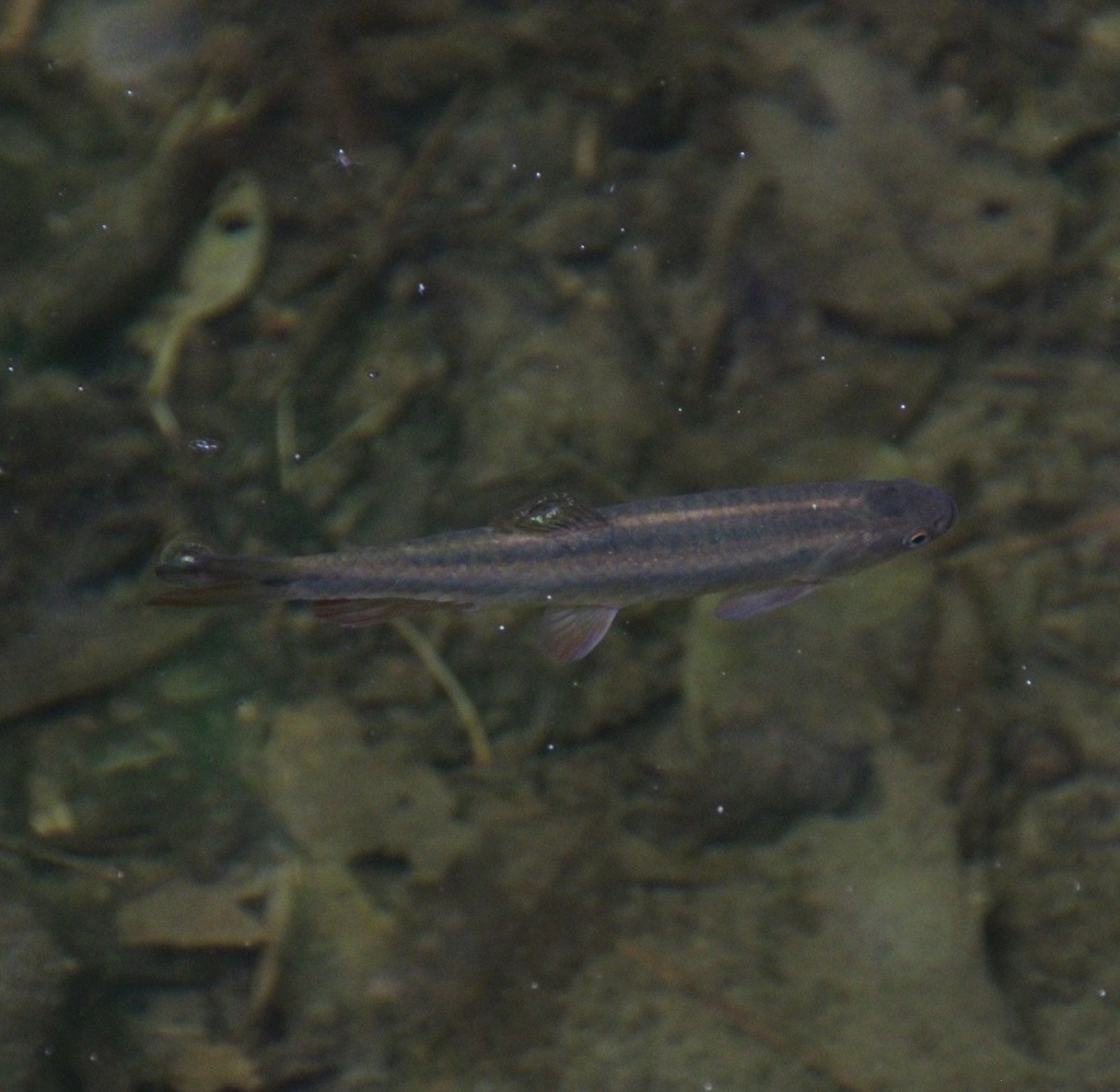 Twospot lebiasina (Lebiasina bimaculata) — Lebiasinidae