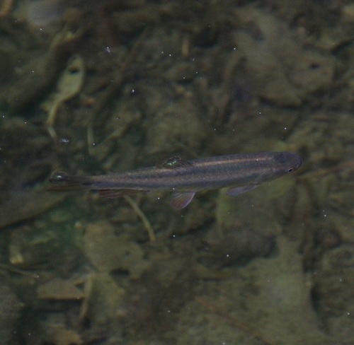 Twospot lebiasina (Lebiasina bimaculata) — Lebiasinidae