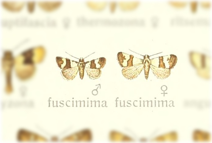 Maliattha fuscimima