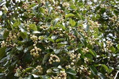 Ehretia latifolia