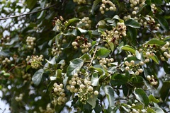 Ehretia latifolia