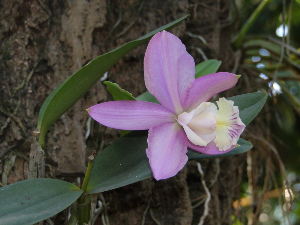 Cattleya × dolosa