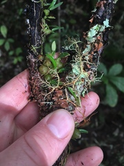 Bulbophyllum tuberculatum