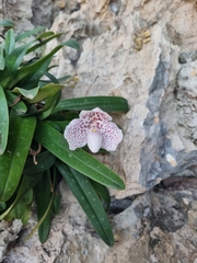 Godefroy's Paphiopedilum (Paphiopedilum godefroyae)