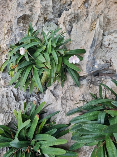 Image of Paphiopedilum godefroyae by no rights reserved
