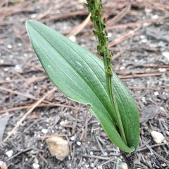 Malaxis macrostachya