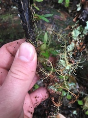 Bulbophyllum tuberculatum