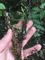 Bulbophyllum tuberculatum