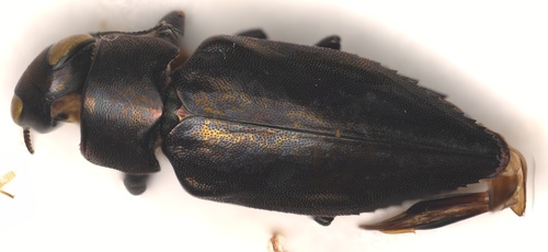 Chrysobothris dorsata